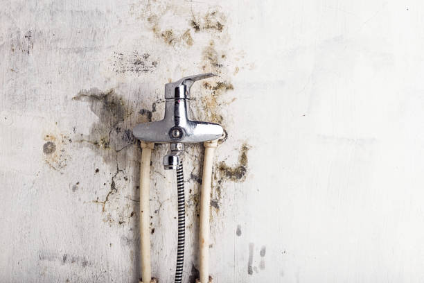 Best Black Mold Removal  in Great Falls, SC