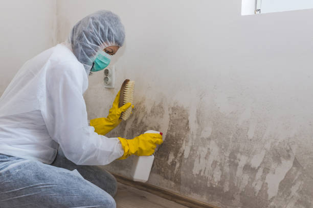 Best Attic Mold Removal  in Great Falls, SC