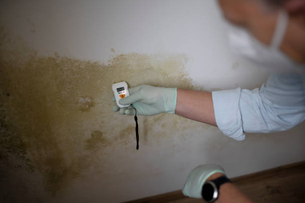 Great Falls, SC Mold Removal Company