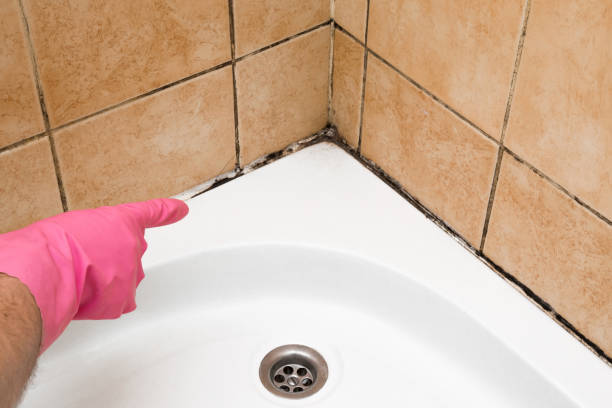 Best Mold Damage Repair  in Great Falls, SC